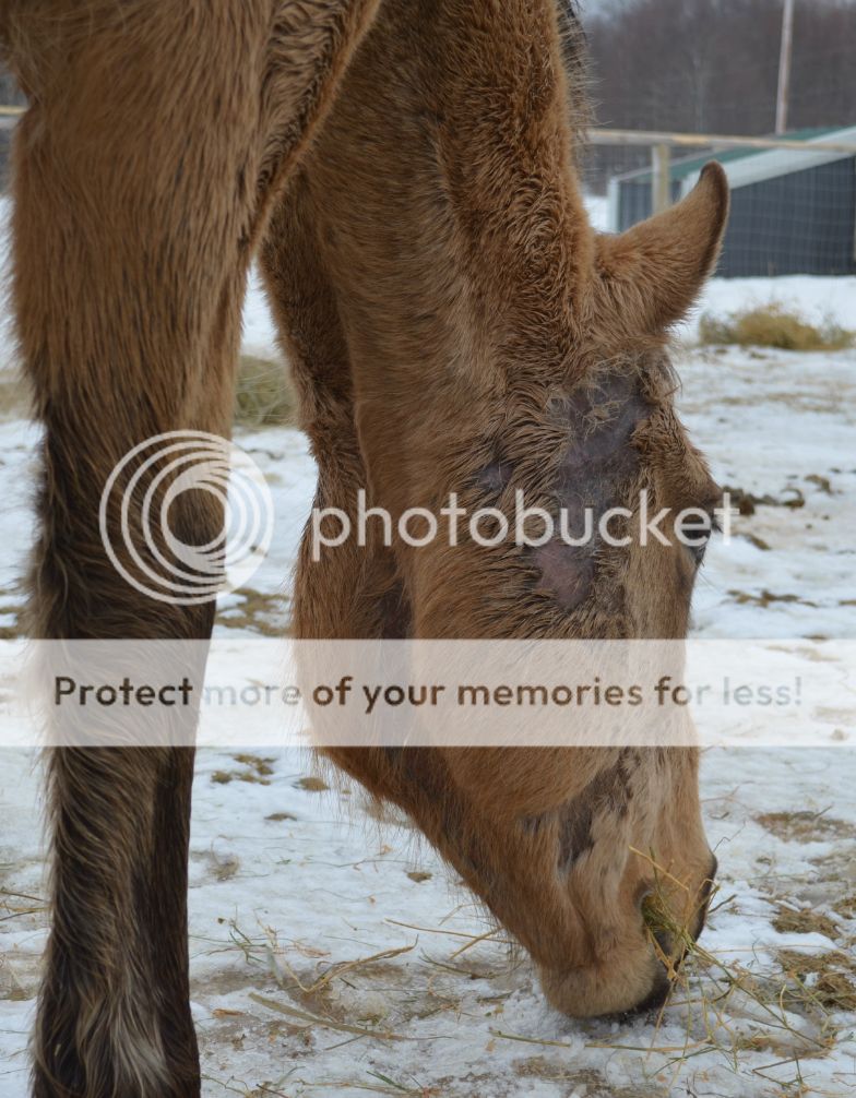 Fungus The Horse Forum